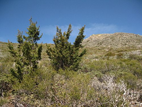 Cupressus stephensonii